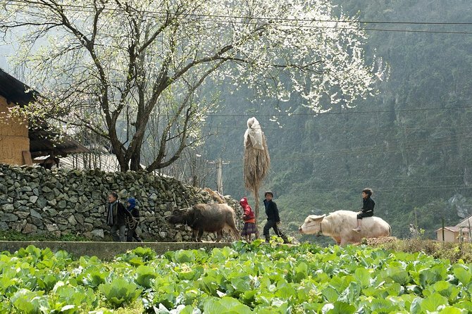 2 Days 1 night Sapa Tour from Hanoi by Limousine/Sleeper bus - Group size, guiding, and service quality