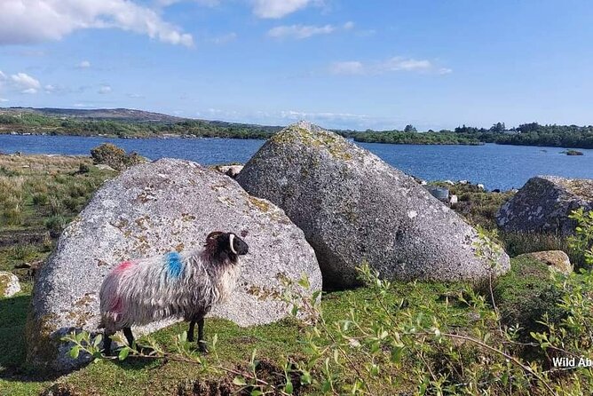 Connemara Sheep Farm experience & Kylemore Abbey by Lux Limousine - Lough Inagh, the Twelve Bens, and the Maumturk Mountains