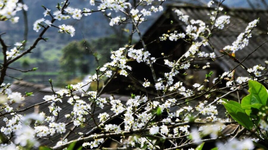 From Hanoi: Sapa 3-Day Medium Trek and Limousine Trip - The difficult issue of local sellers on the trail