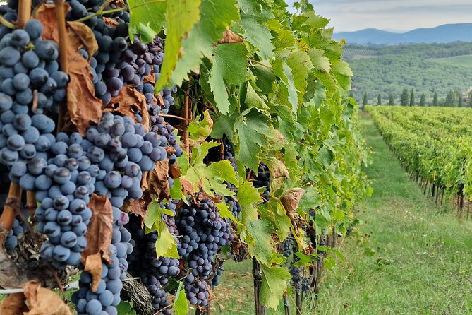 Private Wine Tour best of Chianti Tuscany 6 hours Limo Service - What the Car Service Adds to the Day