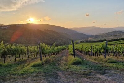 Private Wine Tour best of Chianti Tuscany 6 hours Limo Service