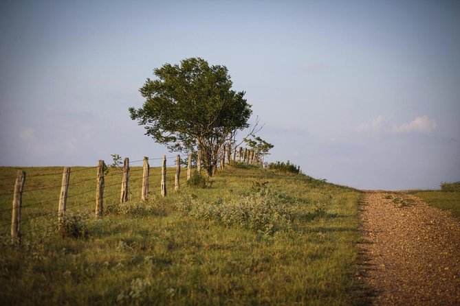 Texas Hill Country Group Wine Tour by Limousine - Key points at a glance